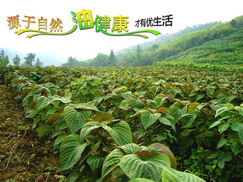 食用紫苏9